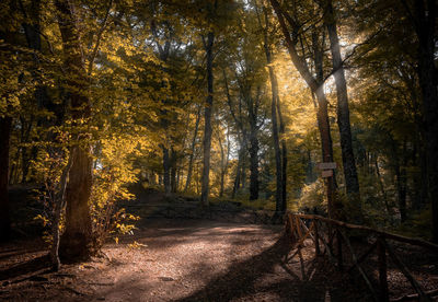 Trees in forest during autumn