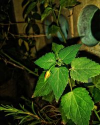 Close-up of green plant