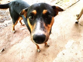 High angle portrait of dog