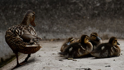 Duck swimming in lake