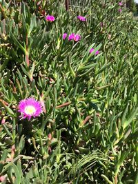 Close-up of flowers blooming outdoors