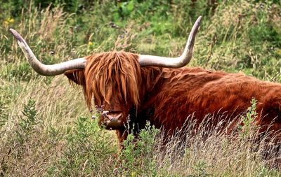 Cow standing in grass