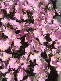 Close-up of flowers blooming outdoors