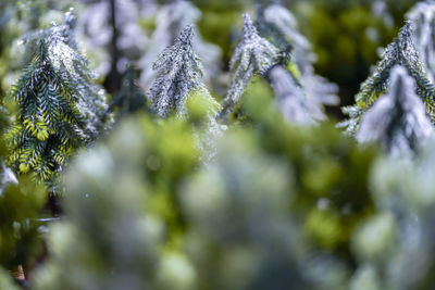 Close-up of frozen plant during winter