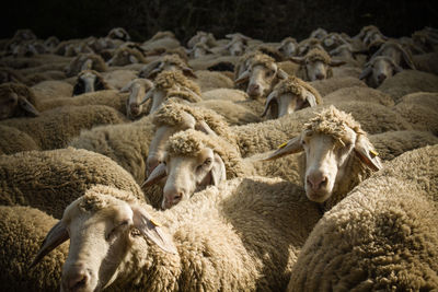 Sheep in a farm