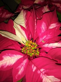 Full frame shot of pink flower