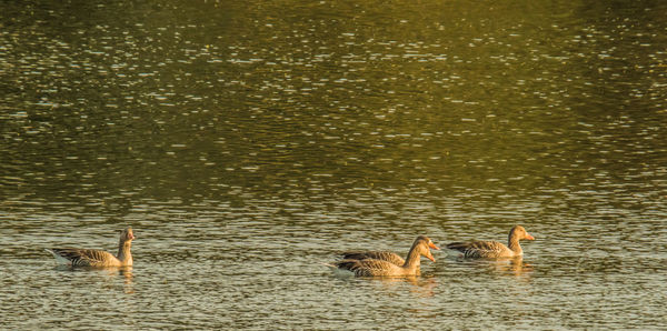 Ducks swimming in lake