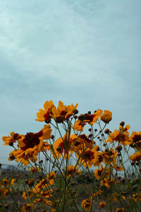 Close-up of yellow flowering plant on field against sky