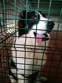 Close-up of cat in cage