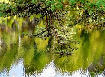 Scenic view of lake in forest