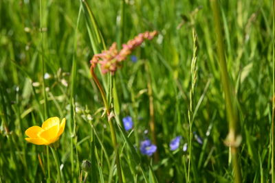 Close-up of yellow flower blooming in garden