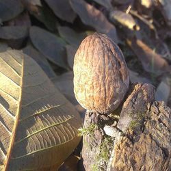 Close-up of plant against blurred background