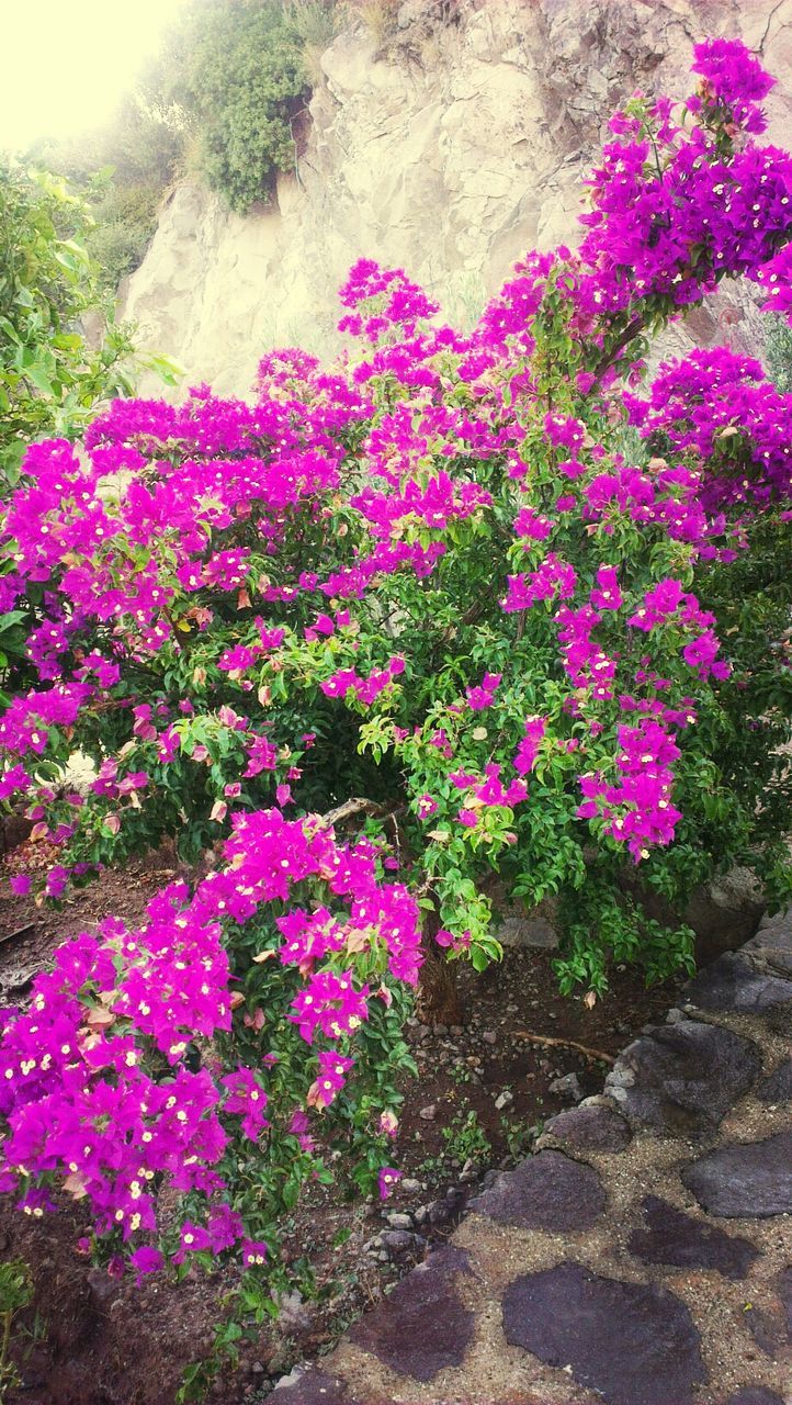 flower, freshness, growth, fragility, pink color, beauty in nature, petal, plant, blooming, nature, purple, in bloom, high angle view, sunlight, blossom, flower head, day, park - man made space, outdoors, springtime