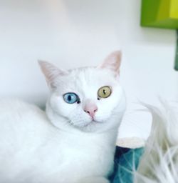 Portrait of white cat