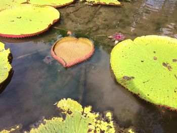 High angle view of lily pads in pond