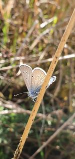 Close-up of butterfly on plant