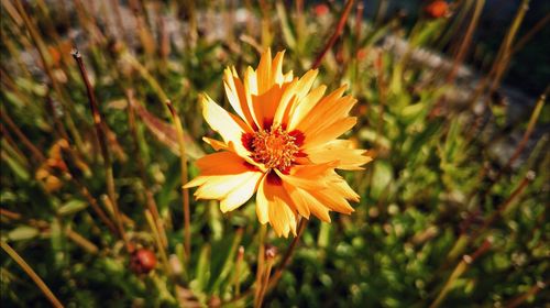 Close-up of yellow flower blooming outdoors