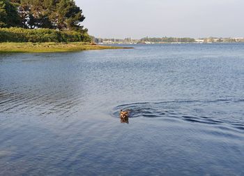 View of an animal in sea