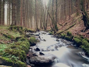 River flowing through forest
