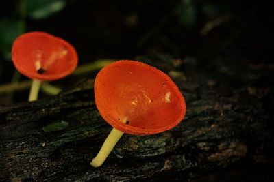 Close-up of mushroom growing on field