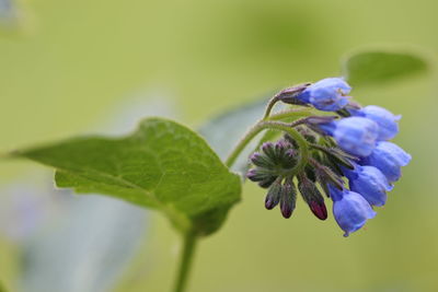 Close-up of purple flowering plant