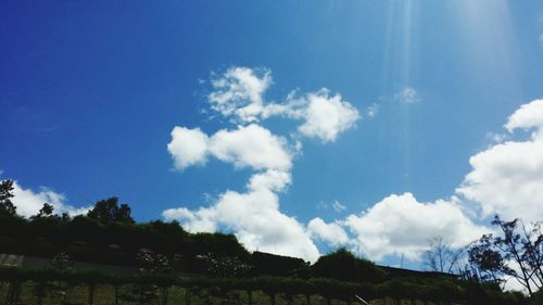 Low angle view of trees against blue sky