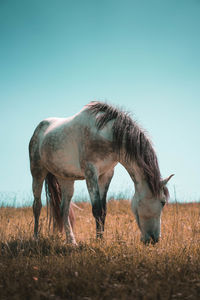 Horse grazing on land against blue sky