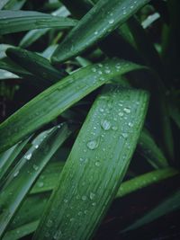 Close-up of water drops on leaf