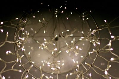 Close-up of flowers in the dark