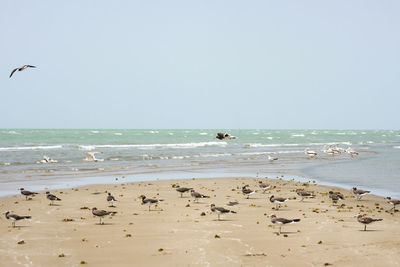 Seagulls flying over beach