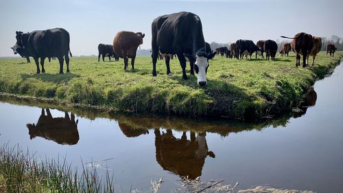 View of cows standing in lake