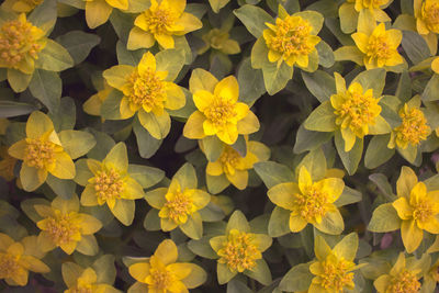 Full frame shot of yellow flowering plants