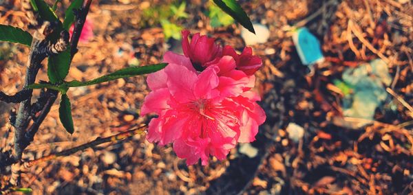 Close-up of pink flowering plant