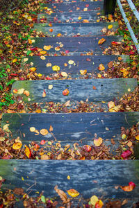 High angle view of autumn leaves fallen on footpath