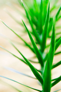Close-up of grass