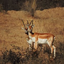 Portrait of deer in a forest