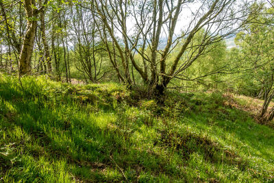 Scenic view of forest