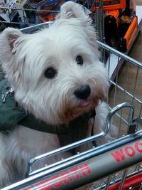 Close-up of dog