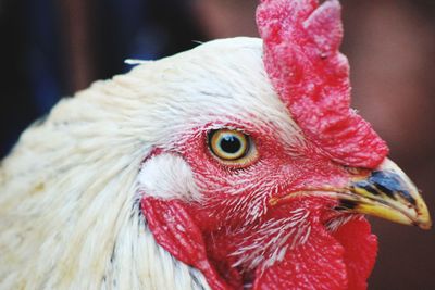 Close-up of a bird