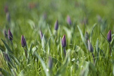 Close-up of purple crocus flowers on field