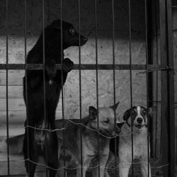 Portrait of dog in cage