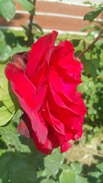 Close-up of red flower blooming outdoors