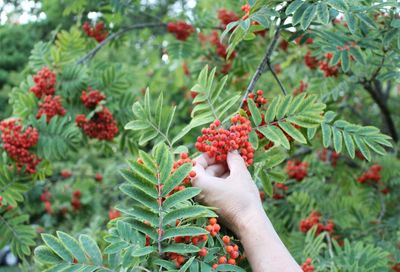 Hand holding berries growing on plant