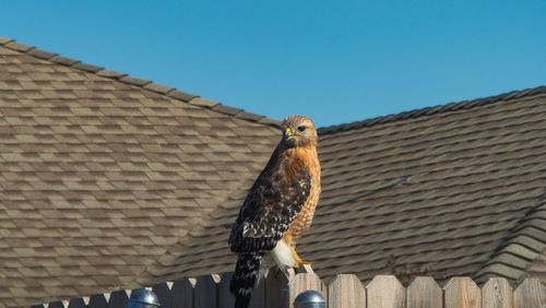Low angle view of bird perching on roof against clear blue sky