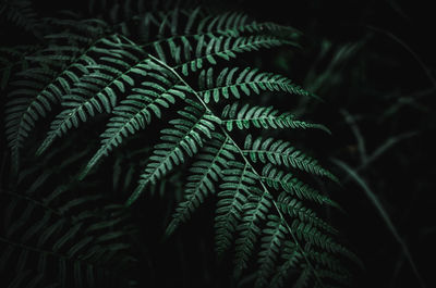 Close-up of ferns against black background