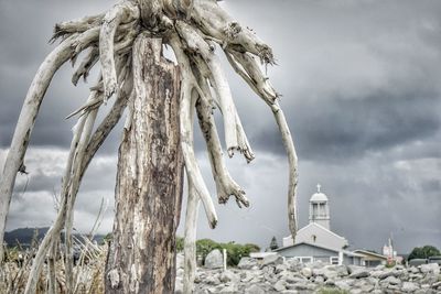 Low angle view of tree against sky