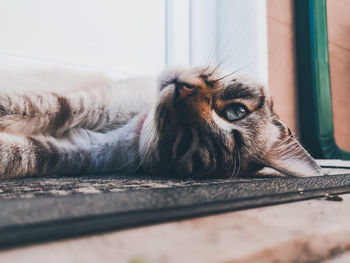 Close-up of a cat lying on floor