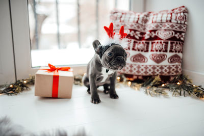 Close-up of dog on table