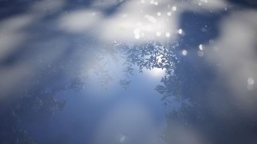 Close-up of tree against sky during winter