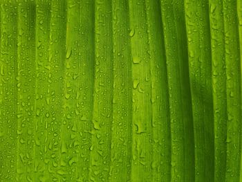 Close-up of rain drops over a banana tree leaf